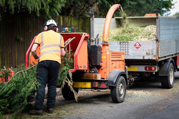 Best Lawn Maintenance Plans  in Milmay, NJ