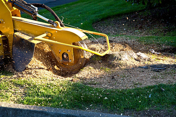 Milmay, NJ Tree Services Company